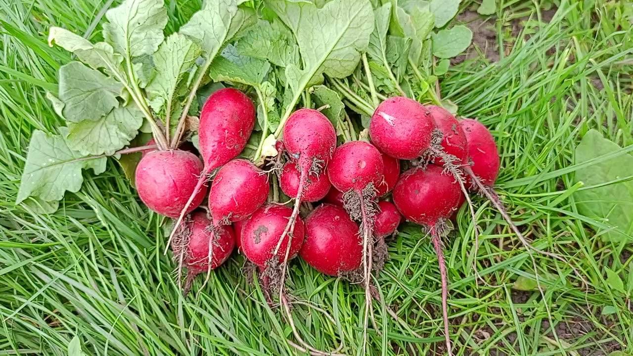 Городники розповіли, як правильно посадити озиму редиску Городники розповіли, як правильно посадити озиму редиску