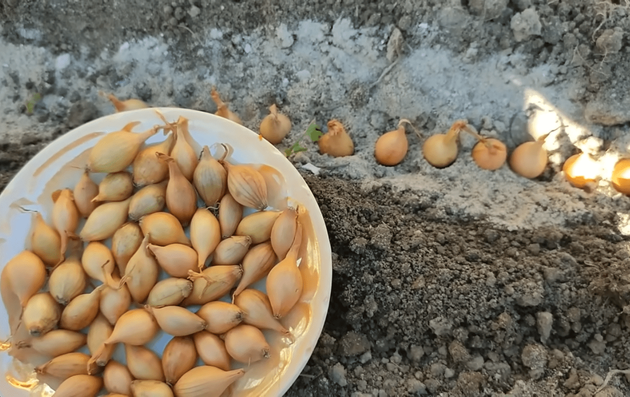 Городники розповіли, як правильно садити цибулю сіянку у жовтні