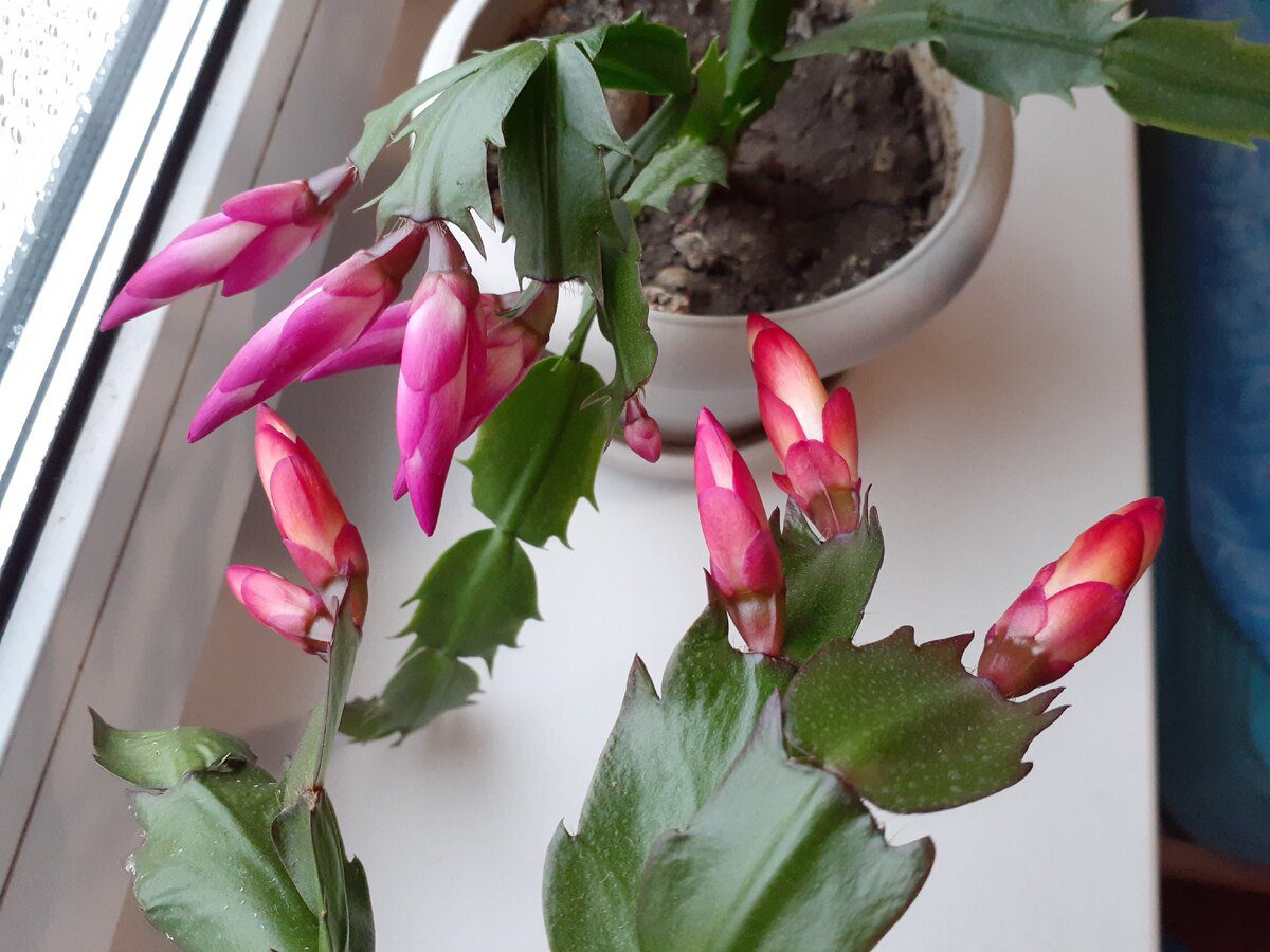 Експерти розповіли про важливий осінній догляд за декабристом для пишного цвітіння взимку