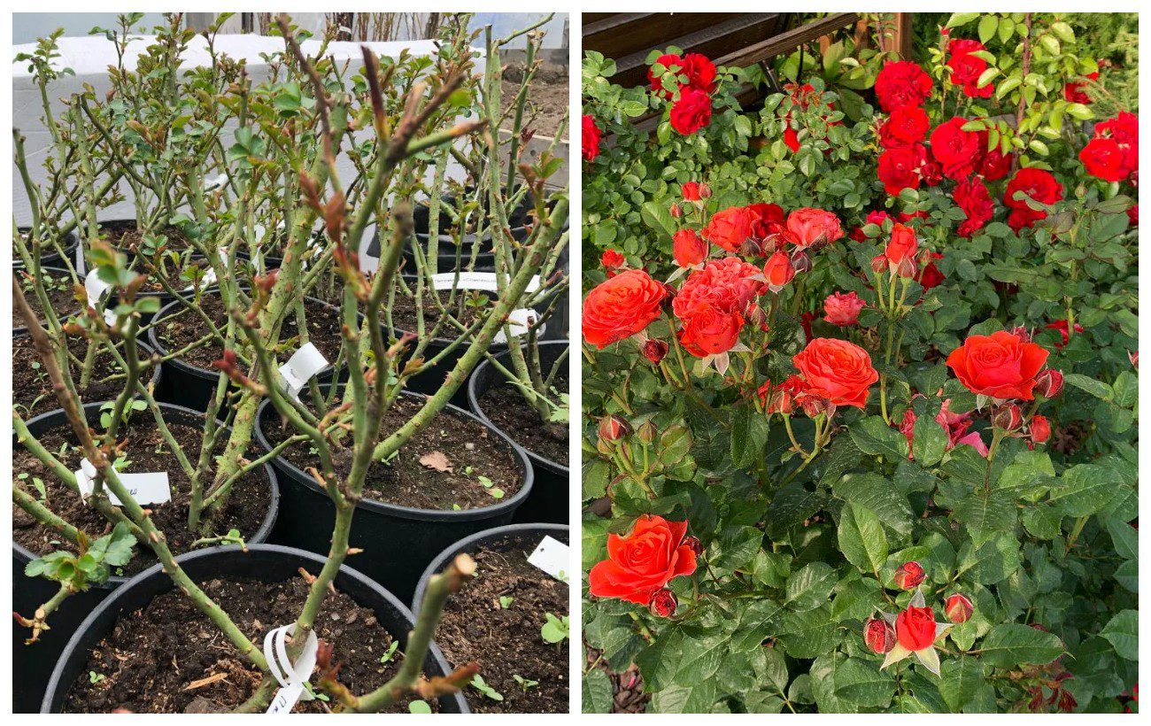 Експерти розповіли, як правильно обрізати та підготувати троянди