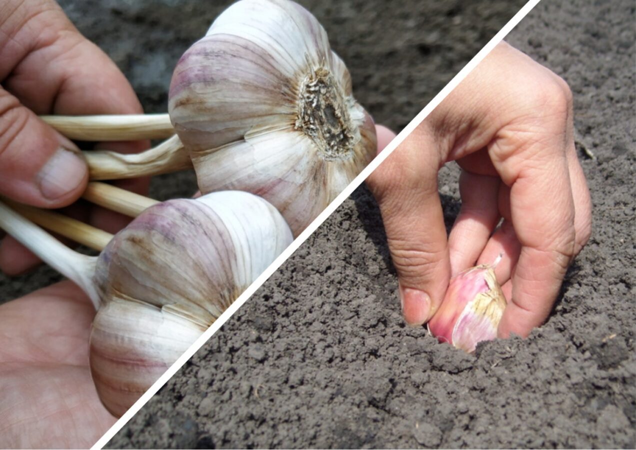 Городники розповіли, що зробити з озимим часником після висадки