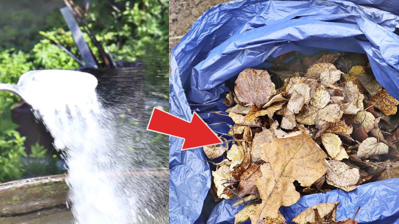 Городники розповіли, як перетворити осіннє опале листя на цінне добриво Городники розповіли, як перетворити осіннє опале листя на цінне добриво