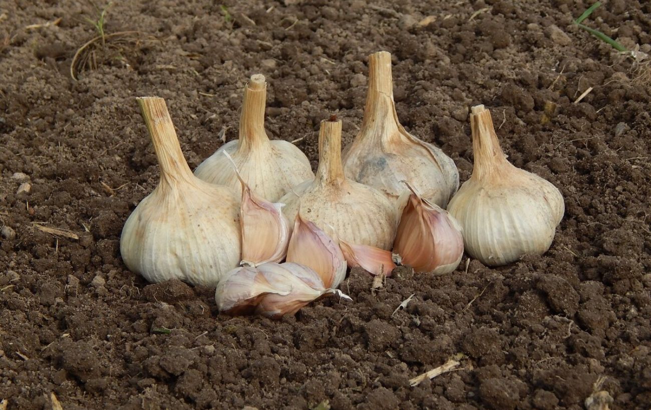 Експерти розповіли корисні осінні поради для садівників