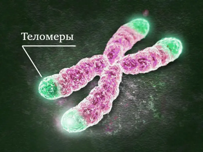 Теломери в хромосомах