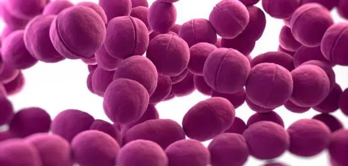 Бактерия Streptococcus pneumoniae