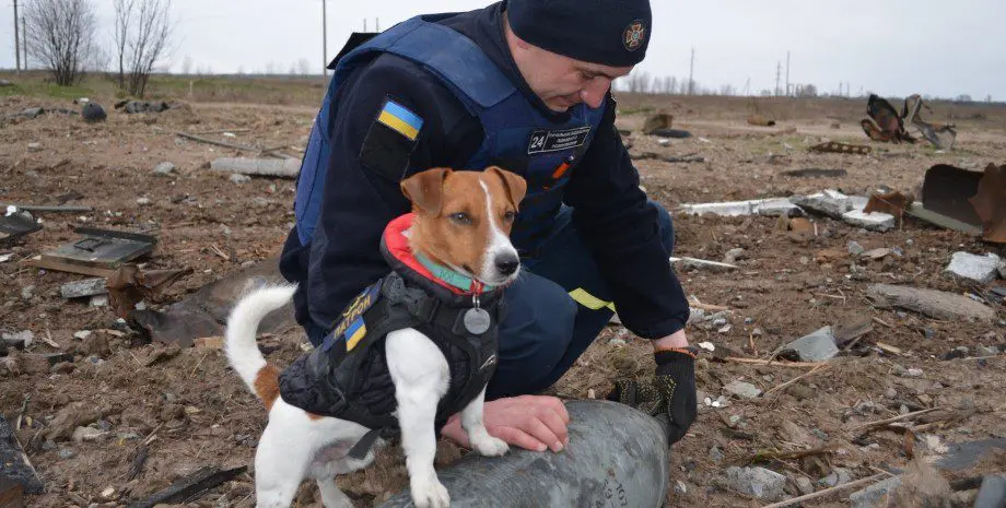 Маленький помічник в роботі