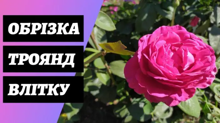 Садівник розповів універсальний секрет обрізання троянд влітку