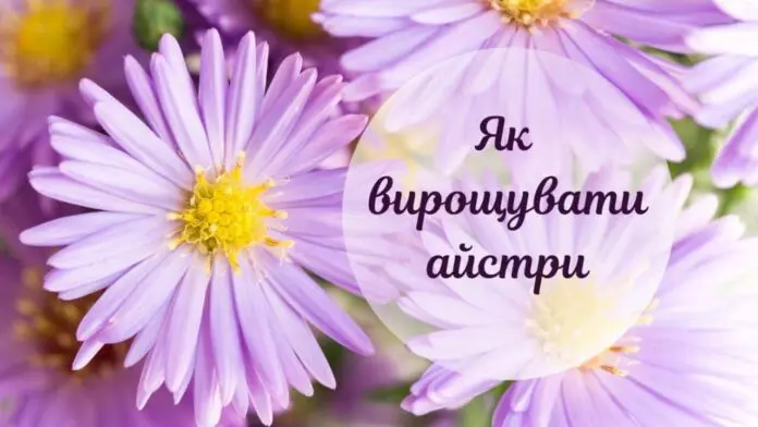 Садівник назвав точний період для висадки айстр