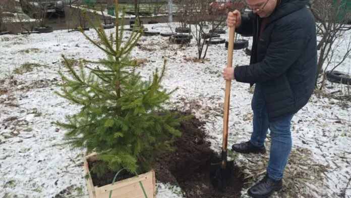 Астролог розповів про сприятливі дати для висадження ялинок