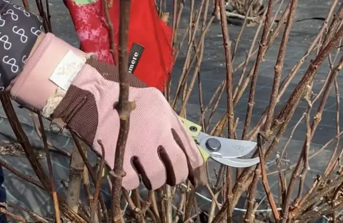 Як обрізати гортензію на зиму
