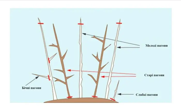 Схема обрізки малини