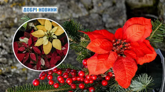 Пуансетія або 
