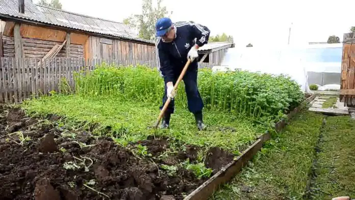 Як та коли сіяти сидерати 