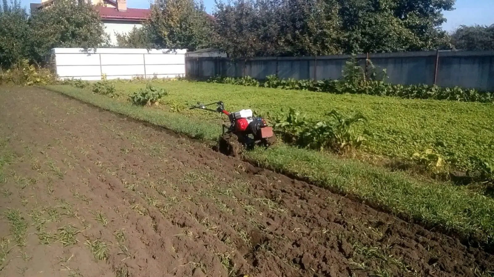 Як та коли сіяти сидерати