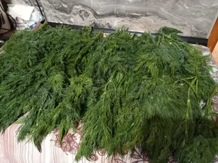 Що потрібно для вирощування кропу та чи можливо виростити зелень без парасольок – відповідь городника