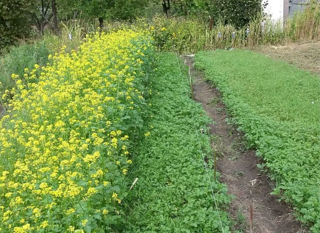 Як правильно організувати місце на городі: поради від досвідчених 