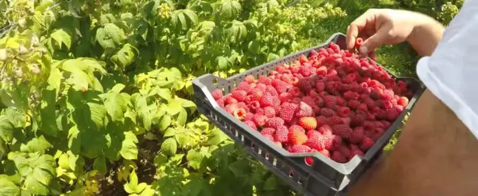 Експерти розповіли, чим підживити малину для багатого врожаю