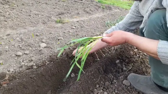 Городники назвали найдієвіше підживлення для часнику