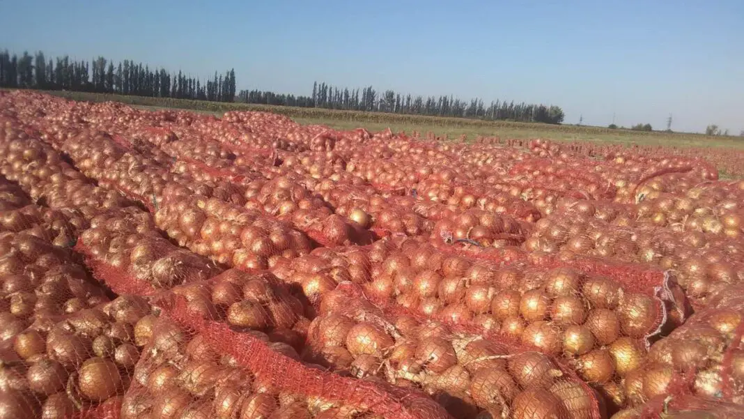 Експерти розповіли, як продовжити свіжість цибулі після збору врожаю