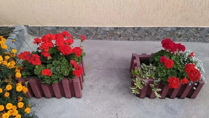 Садівники розповіли, як правильно обрізати герань для пишного цвітіння