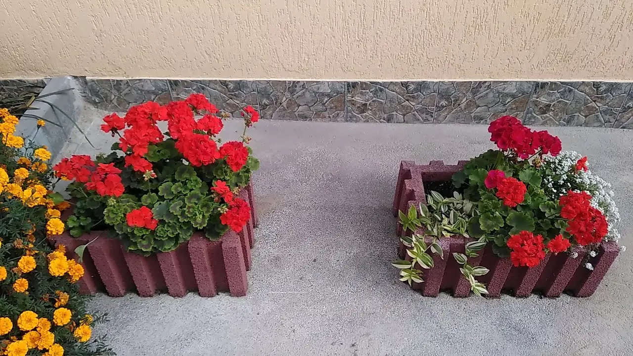Садівники розповіли, як правильно обрізати герань для пишного цвітіння