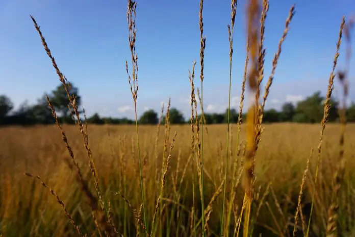 Городник розповів, як за допомогою картону вивести пирій