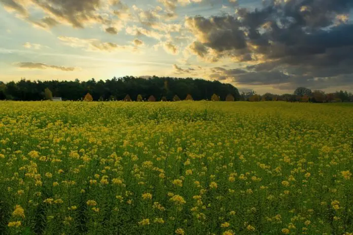 Аграрії розповіли, про переваги висадки гірчиці, як сидерату