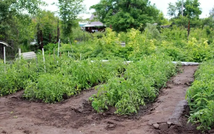 Ручки чистенькі, і город без бур'янів: розкриваю секрет