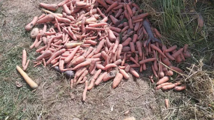 Городники розповіли, коли краще за все викопувати моркву та буряк