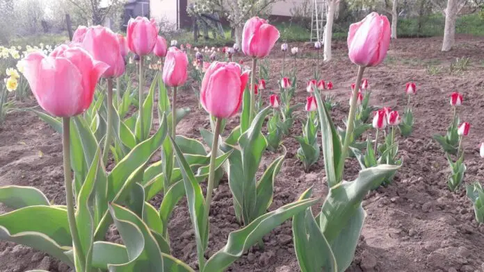 Дачники розповіли, як обробити тюльпани перед зимою