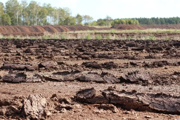 Експерти розповіли, чого не можна робити на городі восени