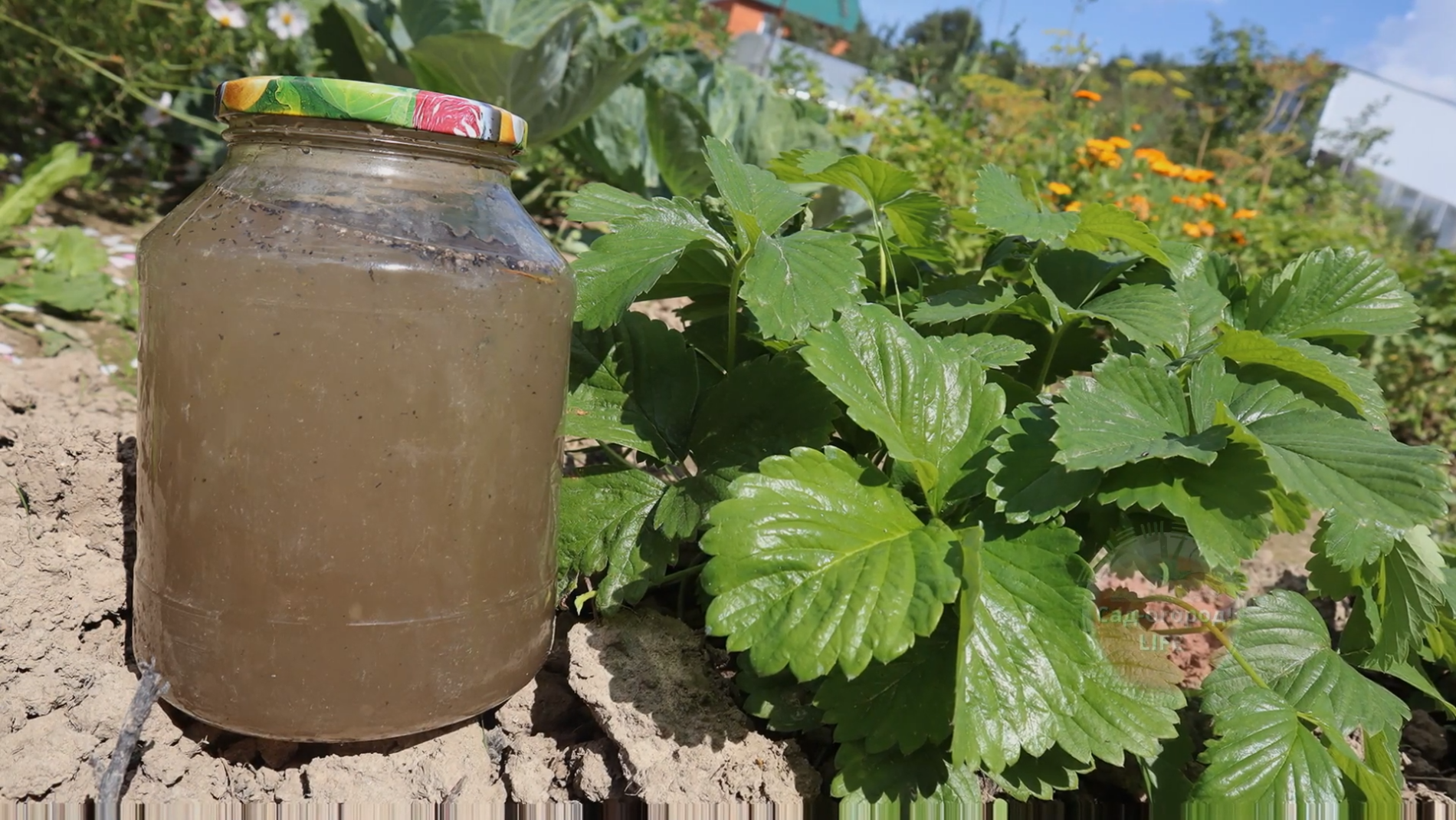  Городники розповіли, яке добриво не можна використовувати в листопаді