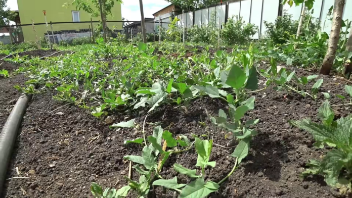 Городники розповіли, як швидко позбутися берізки на городі