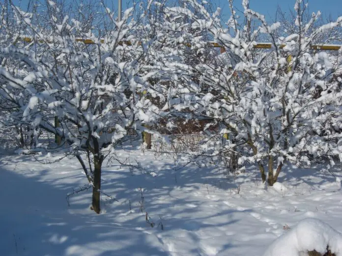 Що зробити на городі після Нового року