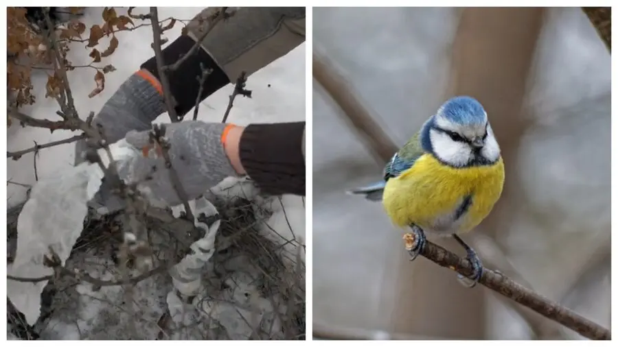 Що потрібно зробити у саду в останній місяць року