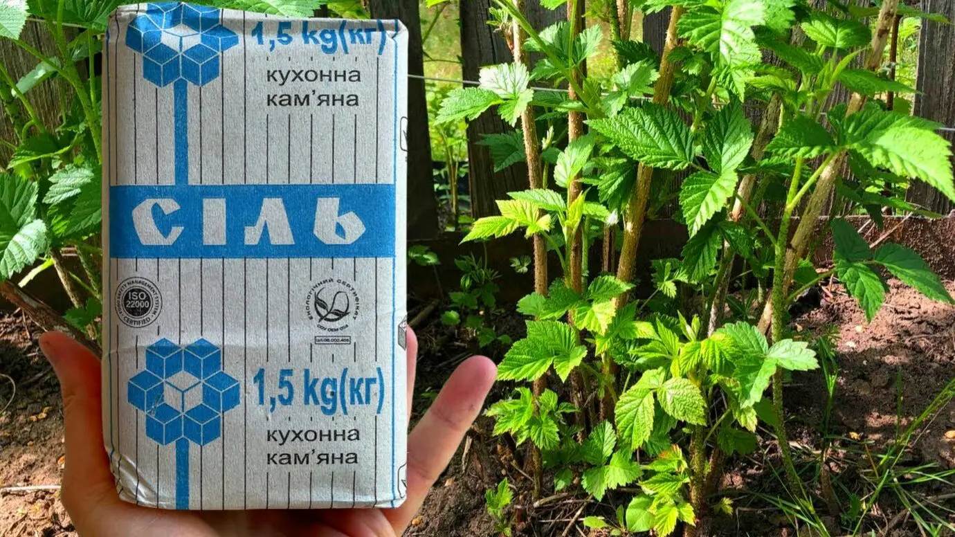 Агрономи розповіли про дешеве та ефективне підживлення для малини