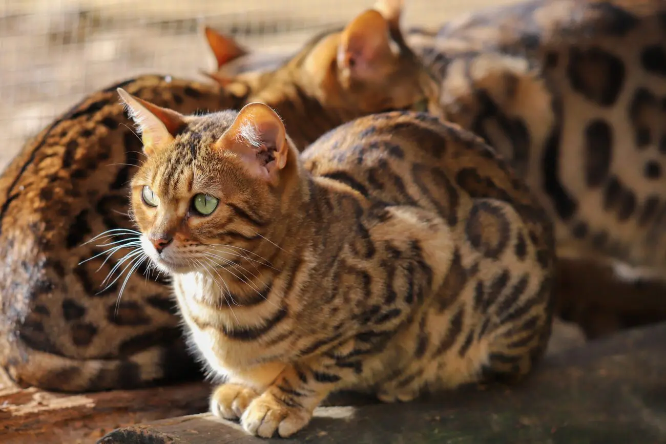 Які коти живуть найдовше