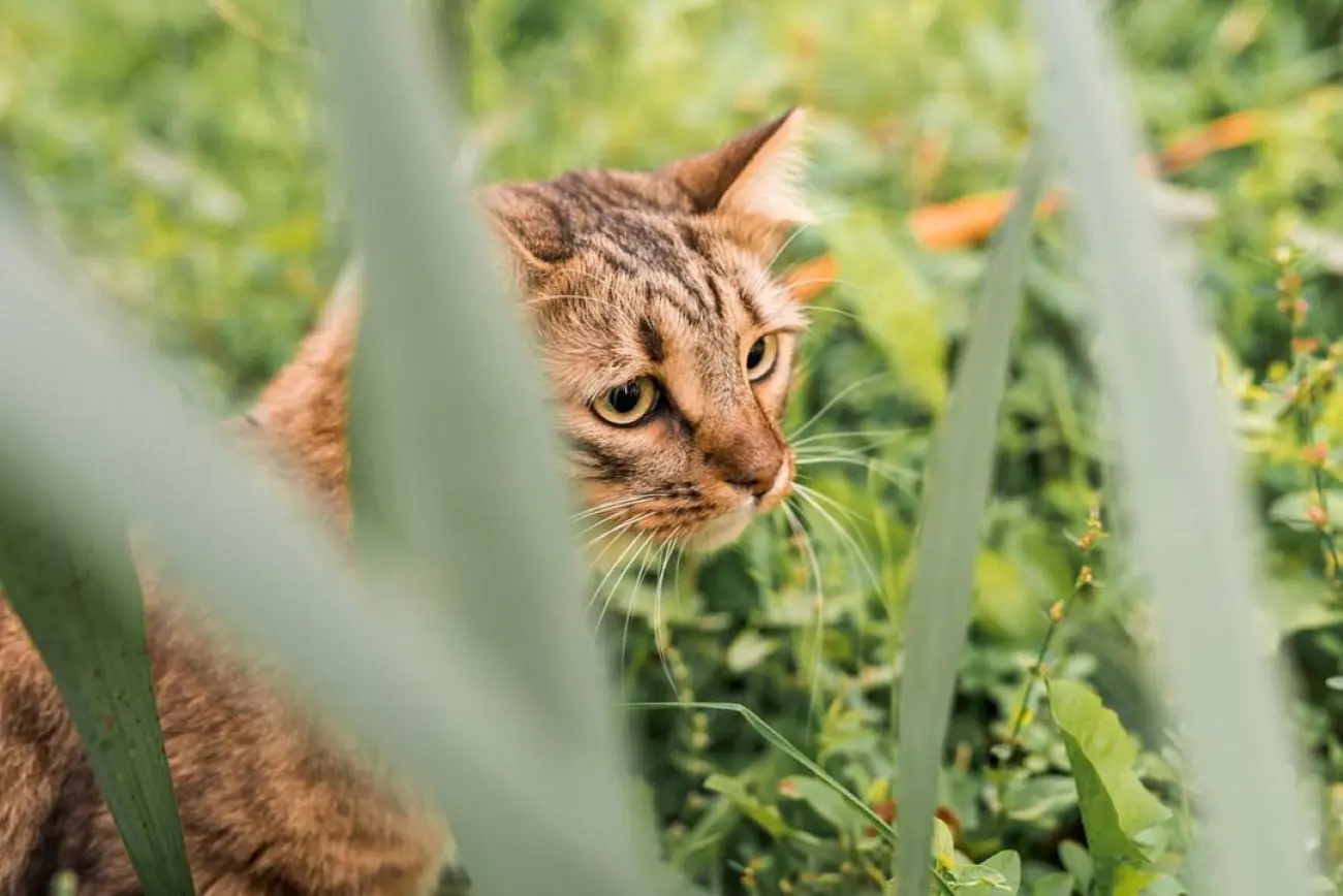 Котяча м'ята корисна для боротьби з комарями