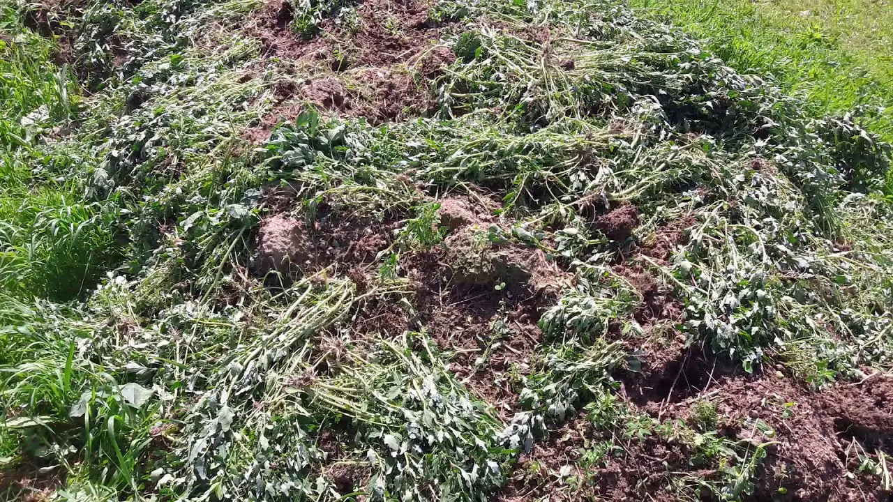 Садівники розповіли, як позбутись від бур'янів на грядці, не використовуючи сапку та хімію