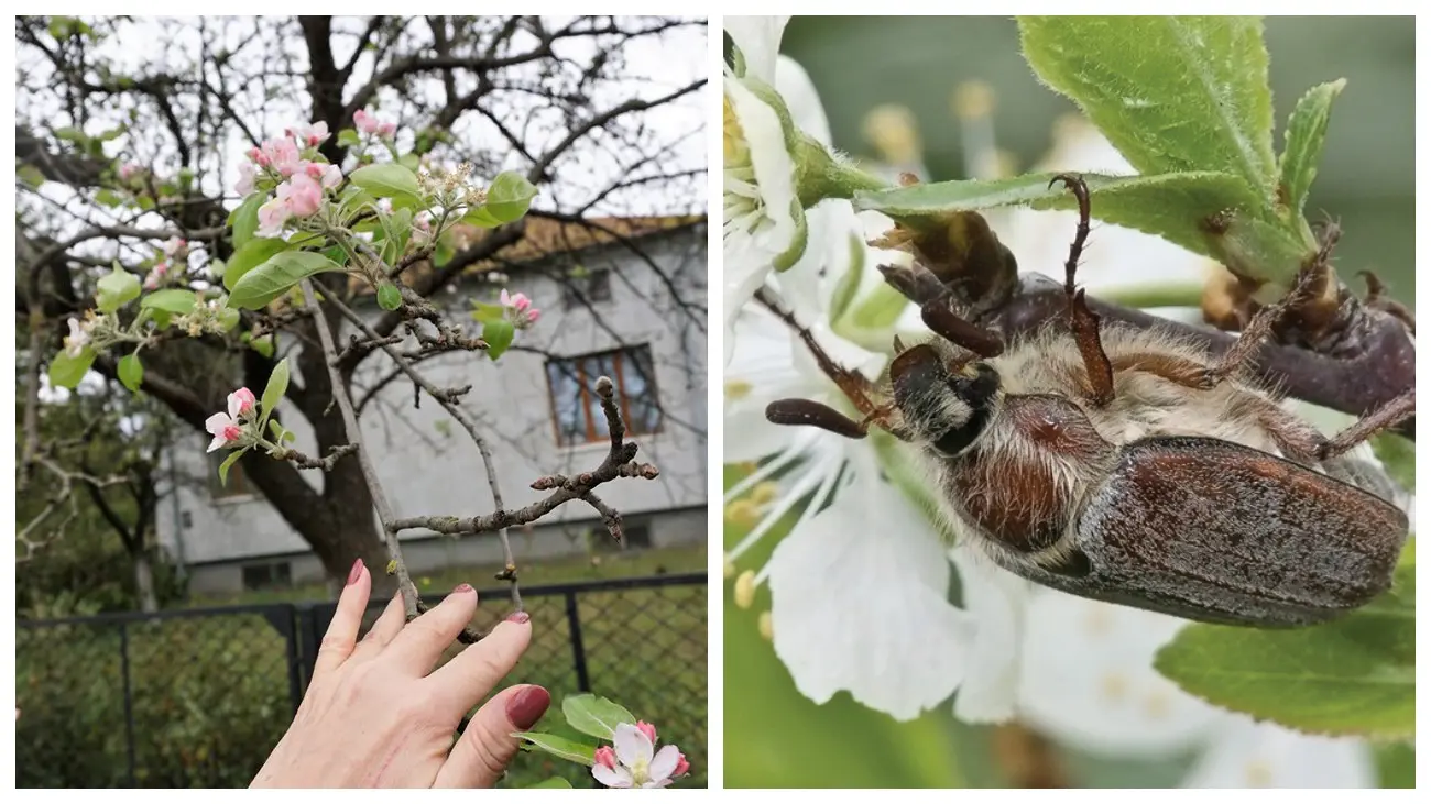 Експерти розповіли, як легко позбутися хрущів на городі