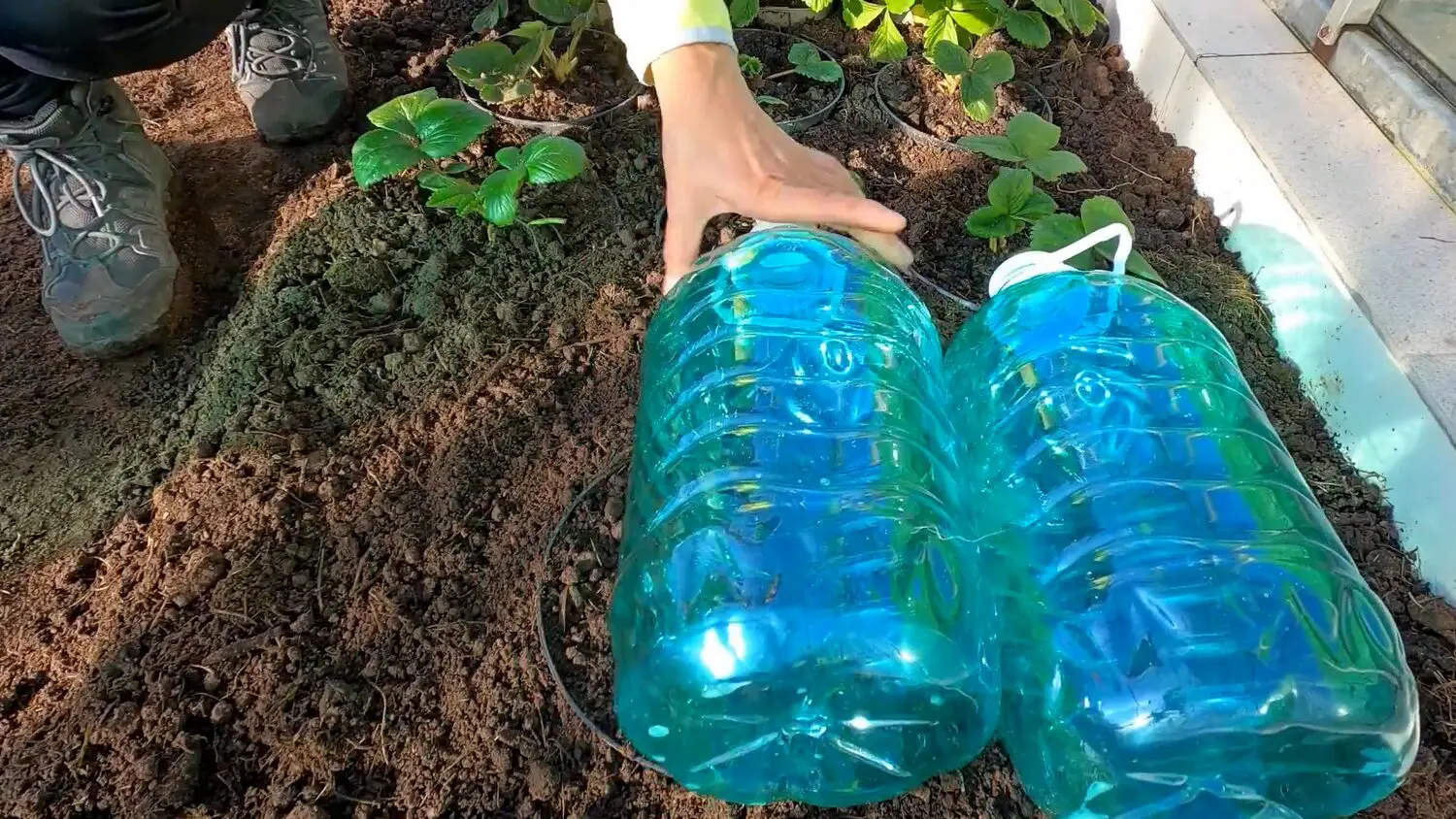 Городники показали, як зробити мінігрядки зі старих бутлів