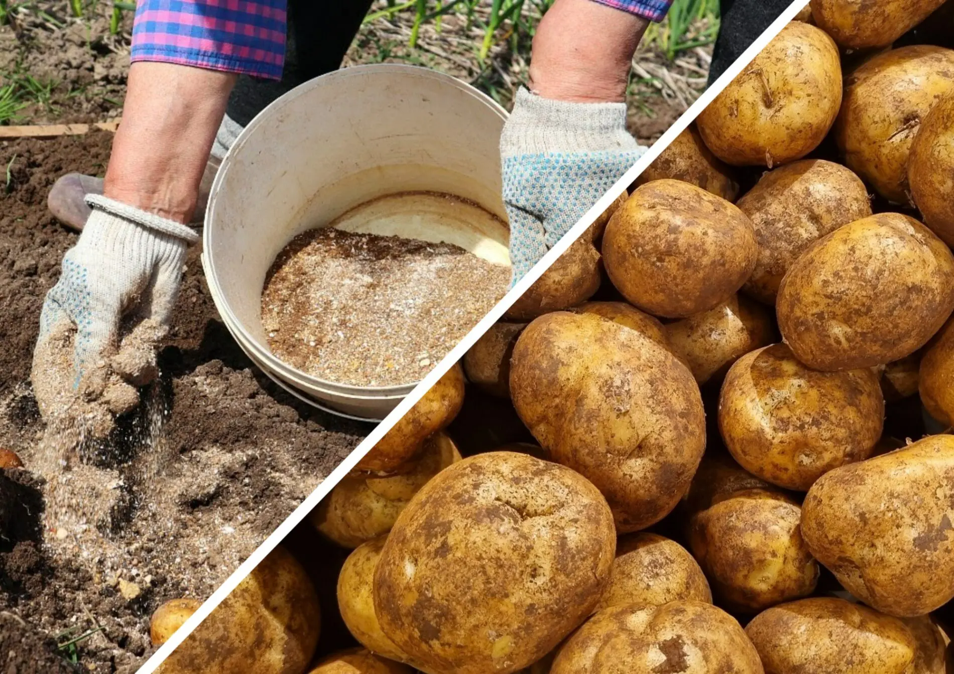 Яке добриво збільшить врожайність картоплі