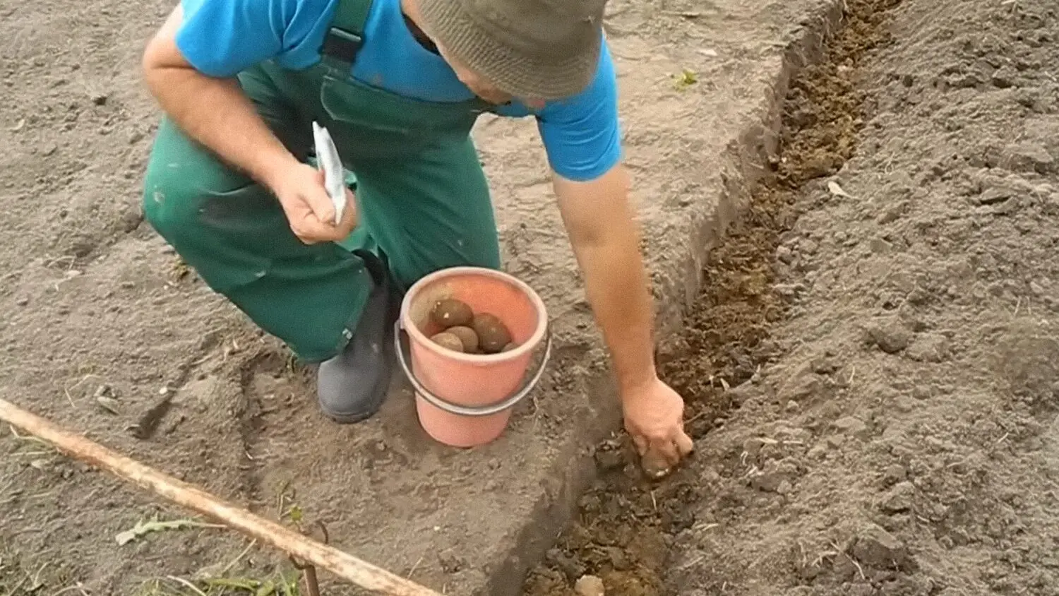 Агрономи пояснили, чи можна вирощувати картоплю кілька років на одному місці