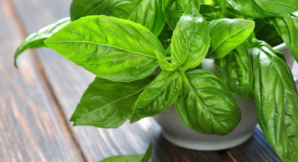 Моє нове джерело прибутку. Вирощую базилік на підвіконні: 2 години роботи на день і стабільний заробіток 