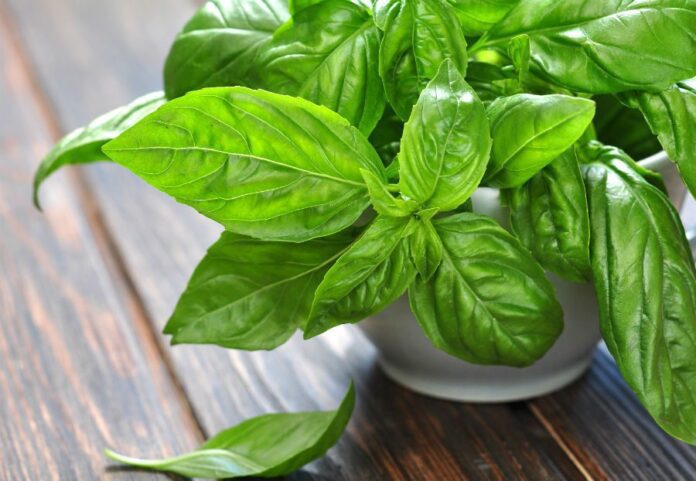 Як просто і без турбот виростити базилік на підвіконні: поради експертів Як просто і без турбот виростити базилік на підвіконні: поради експертів