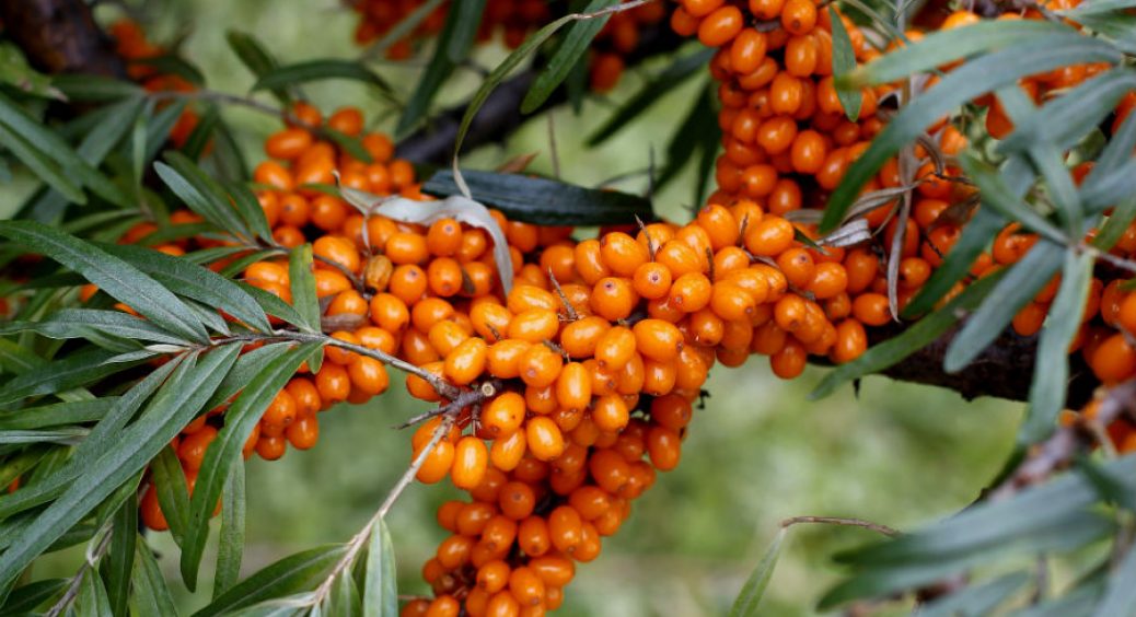 Як багатий вітамінний склад обліпихи впливає на наше здоров’я 