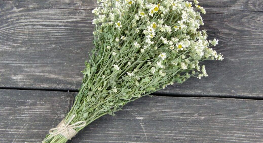 Знайома травниця порадила 1 настій для кімнатних рослин – і ростуть удвічі швидше, ніж на покупних добривах 