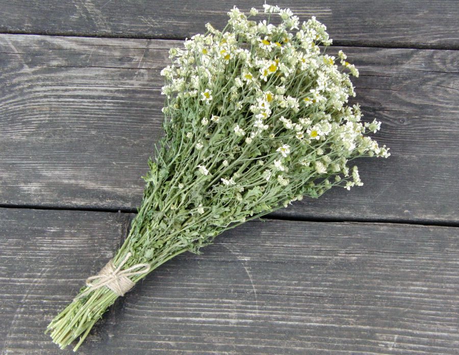 Травники розповіли секретний настій для росту квітів 