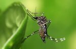 Комар вида Aedes aegypti 