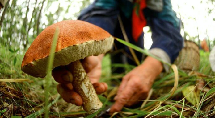 Отруєння дикорослими грибами